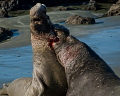   Male northern elephant seals fighting dominance San Simeon rookery. rookery  